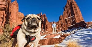 Traveling With Your Pet in Moab, Utah