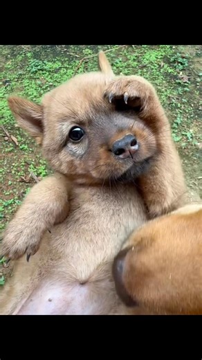 🐶 #pet #dog #puppy | Pett Pett