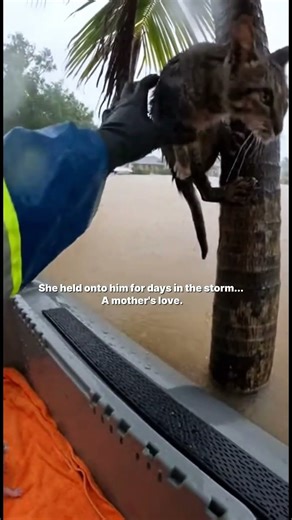 "POV: Rescuing a shivering Cat Family clinging to a tree."