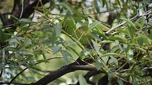 blue-fronted amazon (Amazona aestiva), also called the blue-fronted parrot, the turquoise-fronted amazon and the turquoise-fronted parrot, in the wild in its natural habitat in Buenos Aires, Argentina