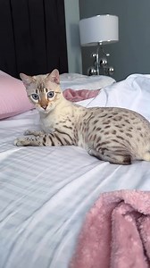 Snow Lynx Bengal kitten beauty 🐆🤍💎 RichltMeow Xiao ❤️ ******#bengalcat #bengal #snowbengal #bengalkittens #silverbengalkittens #snowbengalkittens #bengalcatsofinstagram #bengalbreeder #bengallovers #bengalkedisi #bengals #bengalkedisiturkiye #bengalkatze #gattobengala #bengaleurope #bengalukraine #bengalkiev #bengalistanbul #bengalmiami #bengalnyc #bengaltexas #bengalcatworld #bengalcatclub #kucingbengalindonesia #bengalboston #bengalmichigan | Natali Nikolaeva