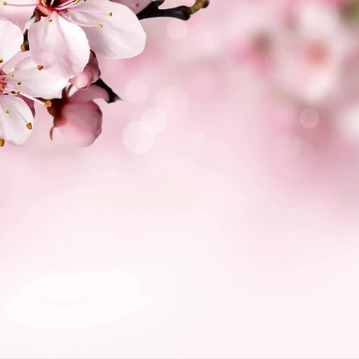 Reflective Questions Amidst Cherry Blossoms