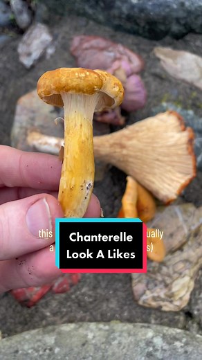 Identifying True and False Chanterelle Mushrooms
