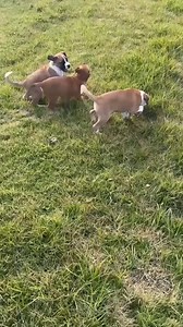 🐶 We’ve Got Puppies! 🐾 Usually, our posts focus on dogs in urgent need or those lucky enough to find foster or forever homes. What you don’t often see is what’s happening behind the scenes — and trust us, there’s a lot. Too much to do, too few hours in the day! However, today we want to give you a glimpse of what happens behind the scenes. This is a very special story — one that started with heartbreak and is now full of hope. 💔 Lexi’s Story We were contacted to assist in a cruelty case invol