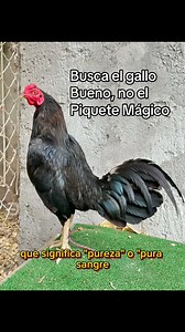 El poderoso gallo asil #gallos #aseel #parati | Vaquita Farm