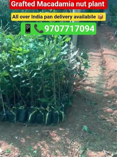 Grafted Macadamia plant l #viral #shortvideo #youtubeshorts #garden #reels