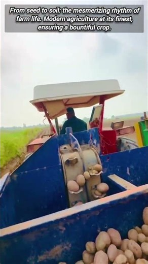 🚜 Planting Potatoes: Efficient Modern Farming Technology for Big Yields.