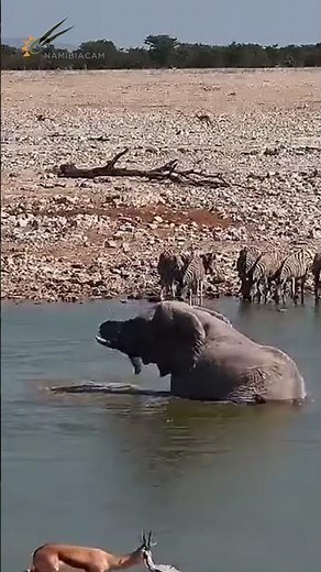 Elephant Takes a Refreshing Bath at Okaukuejo Waterhole