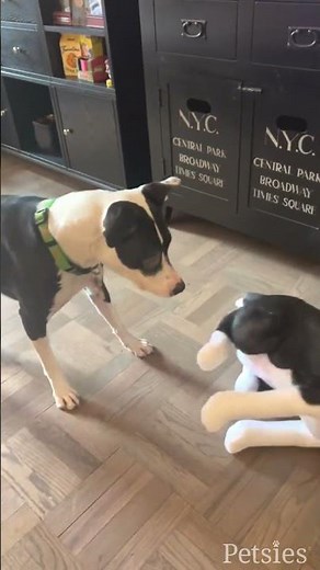 Pets React to Realistic Stuffed Animals | MyPetsies©