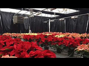 How to make poinsettias change colors