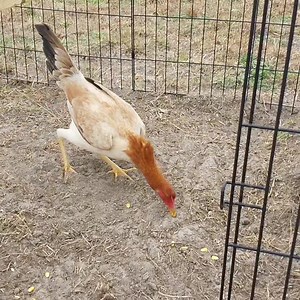 Sweater 4Webber | Red Fowl Farm