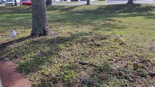 Tooky Tooky Birds | George Holt III