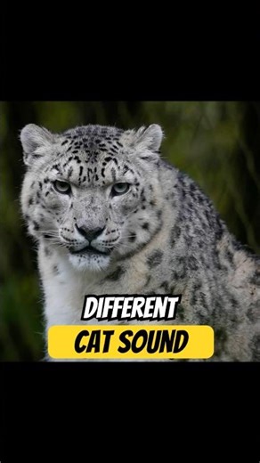 12 Different Cat Sounds