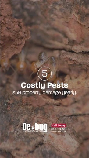 10 Surprising Termite Facts & Prevention Tips | Debug Pest Control UAE 🐜🏡