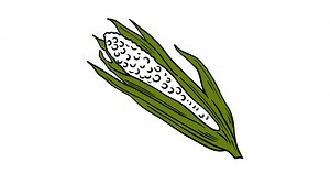 Corn coloring page ♥ Online and Printable for Free!