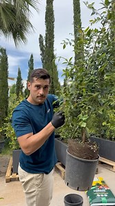 Scopri l’Eugenia myrtifolia ‘Newport’, un cespuglio sempreverde australiano con un portamento colonnare o piramidale che in vaso può raggiungere i 3-4 metri di altezza, Ideale per siepi compatte, sia in piena terra che in vaso, risponde bene alle potature e resiste a leggere gelate. ⬇️SALVA QUESTO VIDEO ✅SEGUI SIMEGARDEN , scopri lo shop online e il garden a Quarto (NA)! #piante #epipremnum #alocasia #zamioculcaszamiifolia #gardening #giardinaggio #opuntia #plantas #plants #cactus #植物 #植物のある生活 #