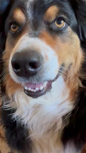Isn’t it embarrassing when you are drooling and someone has a camera in your face! Sorry Gabby, you’re just so pretty even when you are drooling 🫣 #gabby #embarrassing #prettyface #drool #aussie #droolworthy #thursday | Couple Berry Farms
