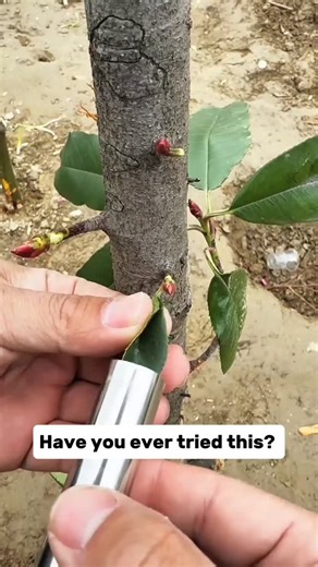 Dr MAAS on Instagram: "Fruit Tree Bud Grafting | Easy Farmer Method Learn a simple grafting technique used by farmers. Cut a healthy bud using a tube, prepare matching bark on a strong tree, insert the bud, and wrap with tape. This method ensures the graft grows successfully and produces strong fruit trees. #Grafting #FruitTrees #PlantPropagation #GardeningTips #AirLayering fruit tree grafting, bud grafting, plant propagation, grafting technique, fruit tree care, gardening hacks, grow healthy tr