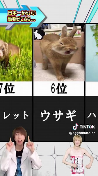 世界一かわいい動物ランキング動画