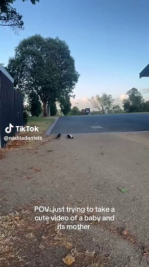 Heartwarming Moments with Baby Magpies and Their Mother