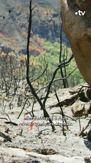 Après un incendie, un lys de feu sort de terre et permet à la végétation de reprendre vie ! 🌷 Retrouvez les épisodes de la série primée Les superpouvoirs des plantes sur france.tv 👉 bit.ly/FTV-SPP | France tv nature