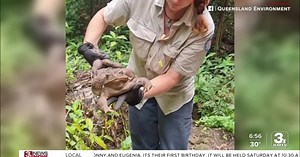 Take Time to Smile: Six-pound toad found in Australia