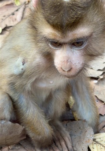 Rescue of Abandoned Pigtail Monkey Woody