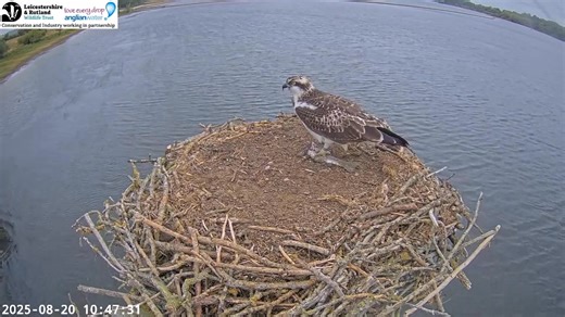 It’s now been 48 hours since 3R5 has been seen on the Manton Bay nest. We can probably assume that she has left on that first migration journey. All four of the remaining Manton Bay Osprey are still around and have all been observed today. It won’t be long though before 3R7 and 3R8 join their older sister in departing. It’s likely that at least one of our Osprey will still be around into September (usually the male 33(11)), but we are soon going to be at the end of the season here. There is stil