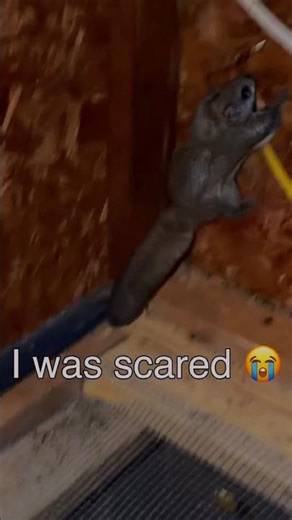 Did You Know FLYING SQUIRRELS live In Northern Canada?!?! I had no idea! 🤯