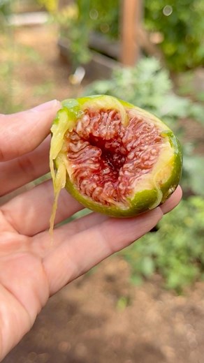 Some of the Desert King and Peter’s Honey figs are ready!😋 Do you grow figs? #Gardening #fig #figs #naturelovers #ficuscarica #fruits #figtree #fruittree #outdooractivities #gratitude | Learn To Grow