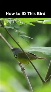 Can you identify this bird?