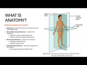 Anatomy & Physiology: The Ultimate Beginner's Guide | Dr. Bee's Tutorials