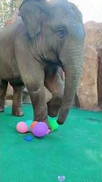 A compilation of funny elephant moments that proves being big doesn’t stop you from being adorable 🤣