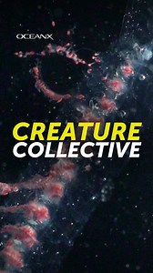 24K views · 407 reactions | Ever wonder what's behind some of those mysterious deep-sea sightings? Meet the siphonophore: not one creature but a colony of thousands of tiny animals working as one. None can survive alone, but together, they form a living string of lights that can grow longer than a blue whale. So next time you hear about mysterious objects splitting apart in the deep, this ocean creature collective might be behind that ocean mystery. | OceanX | Facebook