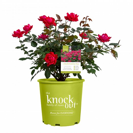 The Knock Out® Family of Roses 'The Red Double Knock Out® Rose' Live Shrub in 2-Gallon Grower Pot