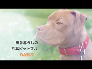 田舎暮らしの片耳ピットブル‐デイジー【Country Living One-Eared Pit Bull Daisy】