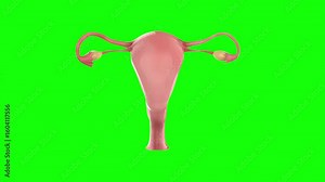 Visualizing Human Female Reproductive System: Uterus, Ovaries, and Fallopian Tubes Stock Video