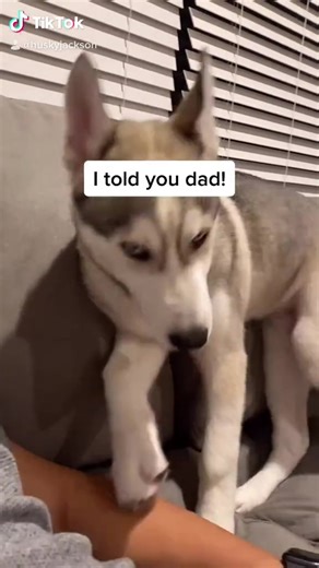 He reacts so dramatically to his bathroom trigger word 😌 poopity poop!! #huskytalk #huskytalking #fyp #foryou #huskyoftiktok #husky #dramatichusky | Husky Lover