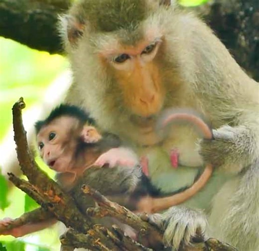 OMG tiny baby monkey screaming loudly during stop her learn to cling on the tree | Monkey Daily TV