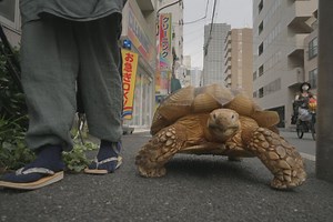 Stream It Or Skip It: ‘The Hidden Lives Of Pets’ On Netflix, A Docuseries That Shows Pets That Are Doing Things That Are Almost Human