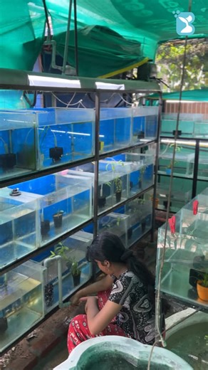 bubbles guppy farm on Instagram: "ഗപ്പി ഫാം 😍#farmlife #guppyfarm #guppybreeder #guppylover #dogbreeder #doglover #reelindia❤️❤️ #instareels #insta #exoticpets"