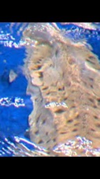 Sharks aren't scary! Meet Oatmeal the Leopard Shark