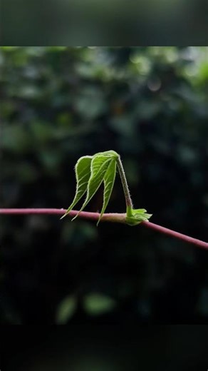 How To Use Pro Mode In Mobile Camera 🔥📱 | Pro Mode Photography 📸