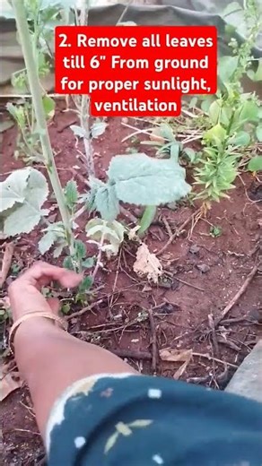 4 steps to treat powdery mildew organic pest control #shorts #shortsvideo #shortfeed #plantsofindia