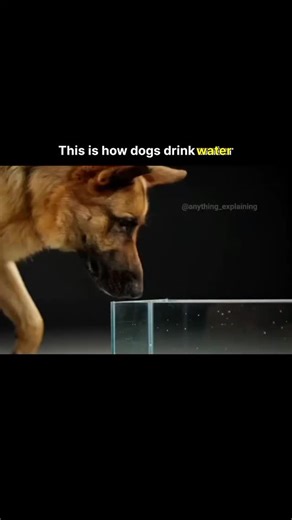 S C I E N C E on Instagram: "When dogs drink water, they use their tongue like a fast-moving scoop. In slow motion, you can clearly see that the dog curls its tongue backward and quickly pulls the water upward. This action happens so fast in real life that we normally can't notice it with our eyes. As the dog flicks its tongue, the speed creates a small column of water that rises toward its mouth. The dog then catches this water with its jaws and swallows it. Slow-mo shows that dogs don't just "