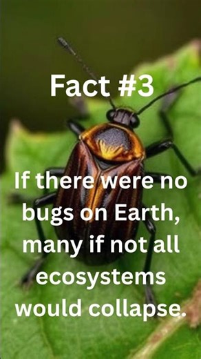 5 Insane facts about bugs!