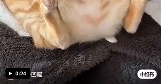 Deserved intro for a funny cat animation movie - Video