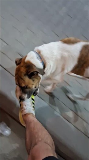Playful street dog chases cyclist in Rincón del Suba, Bogotá, Colombia
