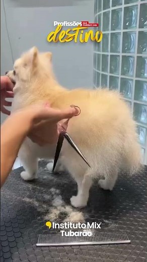 🐶✂️ Curso de Banho e Tosa