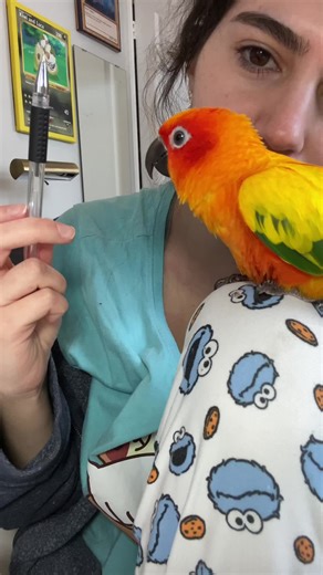 Mango the Sun Conure's Dance of Death
